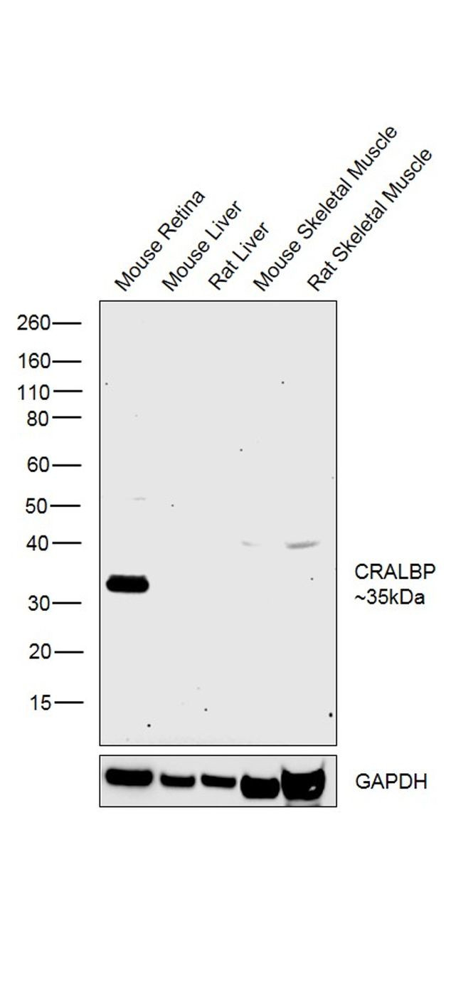 CRALBP Antibody