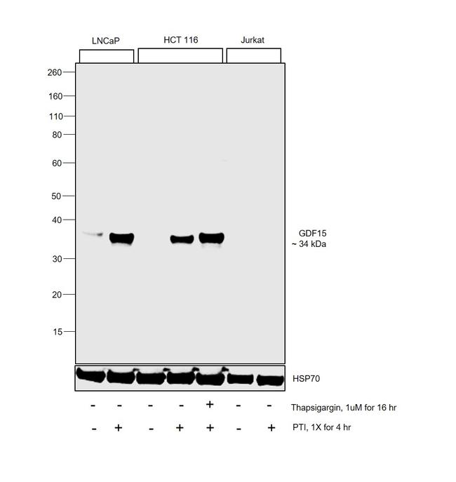 GDF15 Antibody in Western Blot (WB)