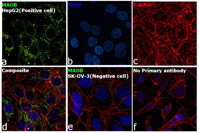 Monoamine Oxidase B Antibody in Immunocytochemistry (ICC/IF)