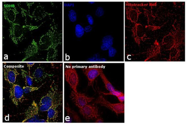 SDHB Antibody in Immunocytochemistry (ICC/IF)