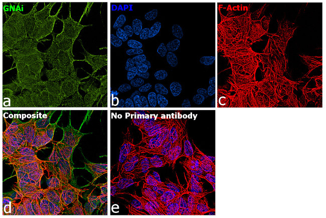 GNAI1 Antibody in Immunocytochemistry (ICC/IF)