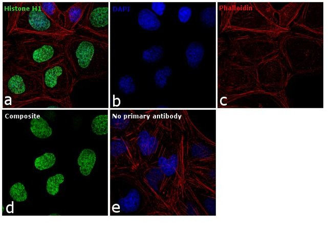 Histone H1 Antibody in Immunocytochemistry (ICC/IF)