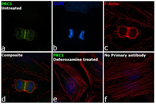 PRC1 Antibody in Immunocytochemistry (ICC/IF)