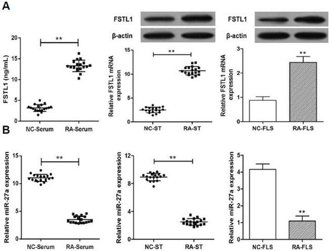 FSTL1 Antibody in Western Blot, ELISA (WB, ELISA)