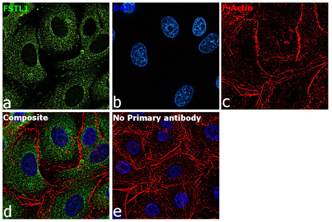 FSTL1 Antibody in Immunocytochemistry (ICC/IF)