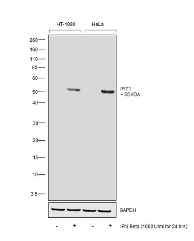 IFIT1 Antibody in Western Blot (WB)