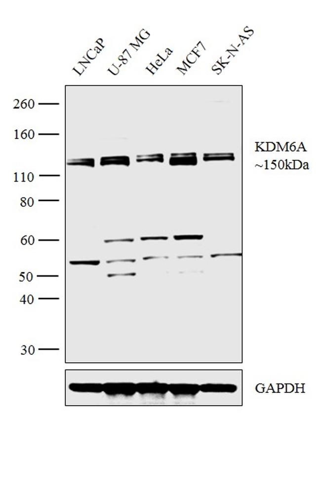 KDM6A Antibody in Western Blot (WB)
