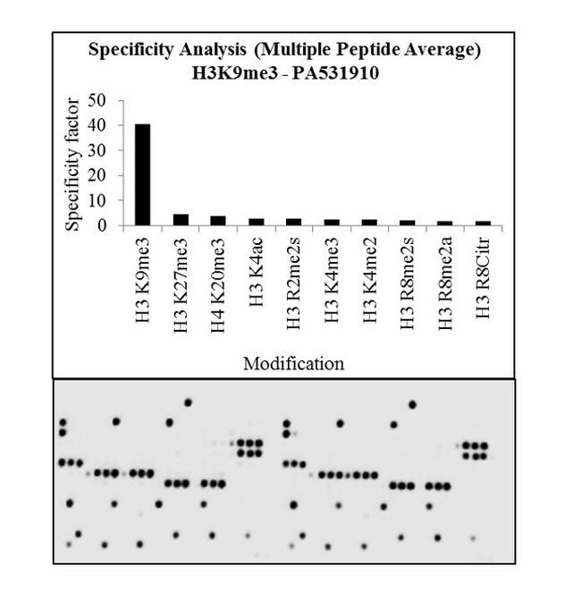 H3K9me3 Antibody
