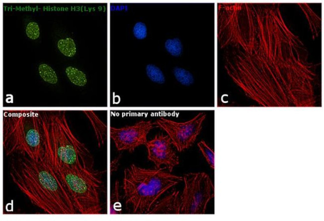 H3K9me3 Antibody in Immunocytochemistry (ICC/IF)