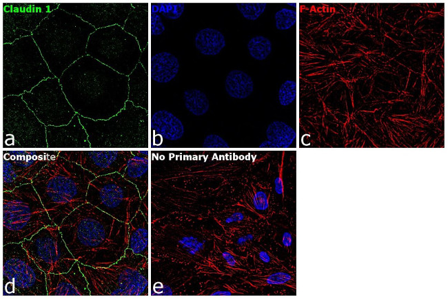 Claudin 1 Antibody in Immunocytochemistry (ICC/IF)