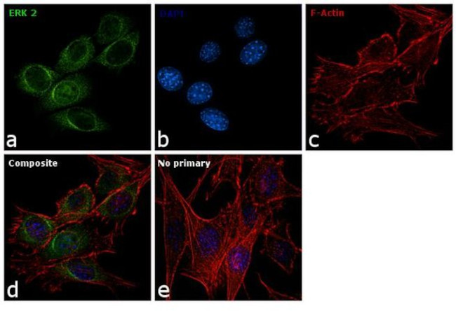ERK2 Antibody in Immunocytochemistry (ICC/IF)