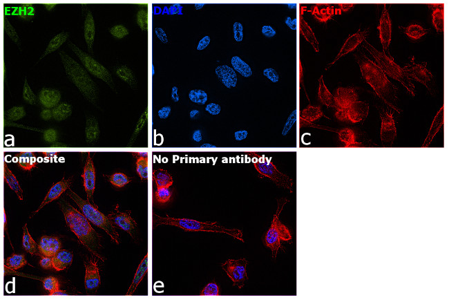 EZH2 Antibody in Immunocytochemistry (ICC/IF)