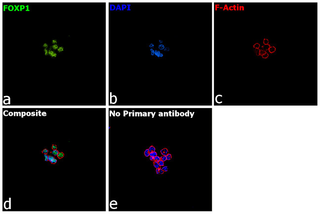 FOXP1 Antibody in Immunocytochemistry (ICC/IF)