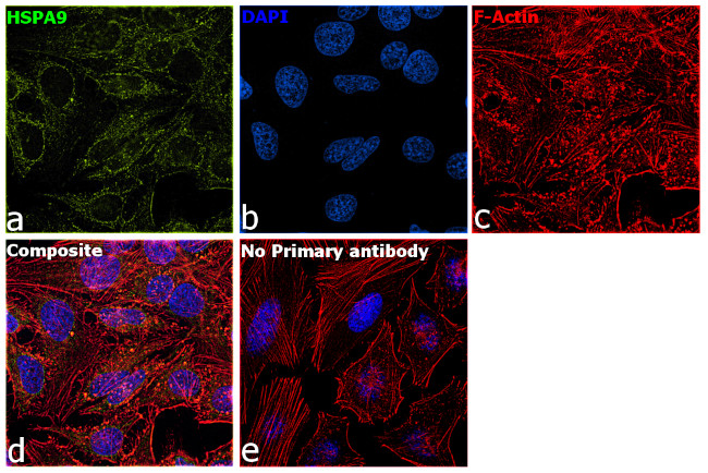 HSPA9 Antibody in Immunocytochemistry (ICC/IF)