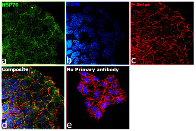 HSP70 Antibody in Immunocytochemistry (ICC/IF)