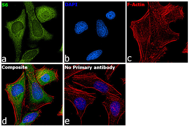S6 Antibody in Immunocytochemistry (ICC/IF)