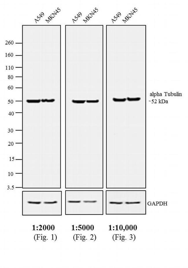Rat IgG (H+L) Secondary Antibody in Western Blot (WB)
