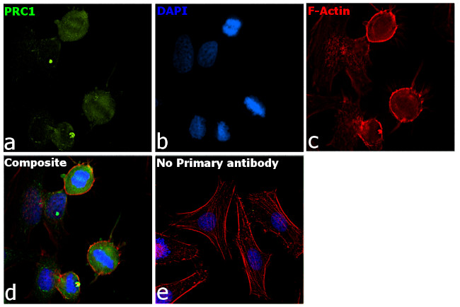PRC1 Antibody in Immunocytochemistry (ICC/IF)