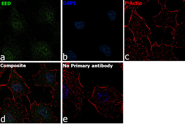EED Antibody in Immunocytochemistry (ICC/IF)