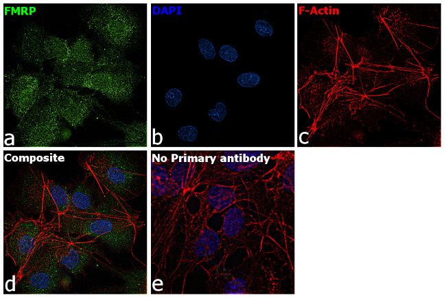 FMRP Antibody in Immunocytochemistry (ICC/IF)