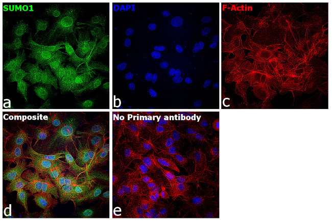 SUMO1 Antibody in Immunocytochemistry (ICC/IF)