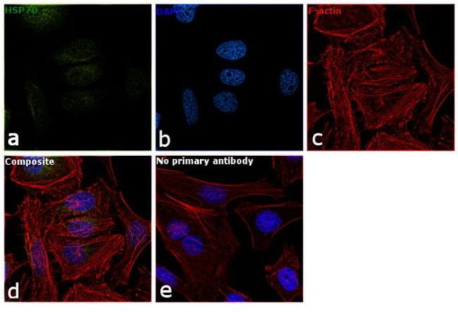 HSP70 Antibody in Immunocytochemistry (ICC/IF)