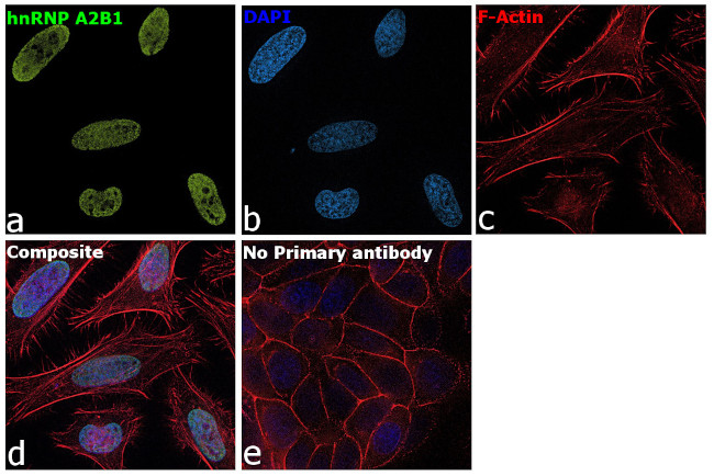hnRNP A2B1 Antibody in Immunocytochemistry (ICC/IF)