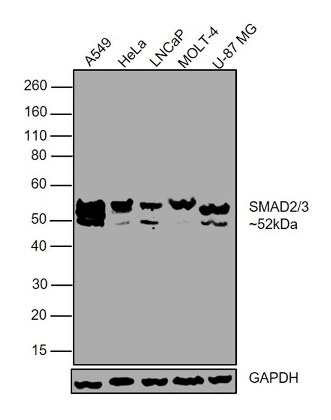 SMAD2/SMAD3 Antibody in Western Blot (WB)