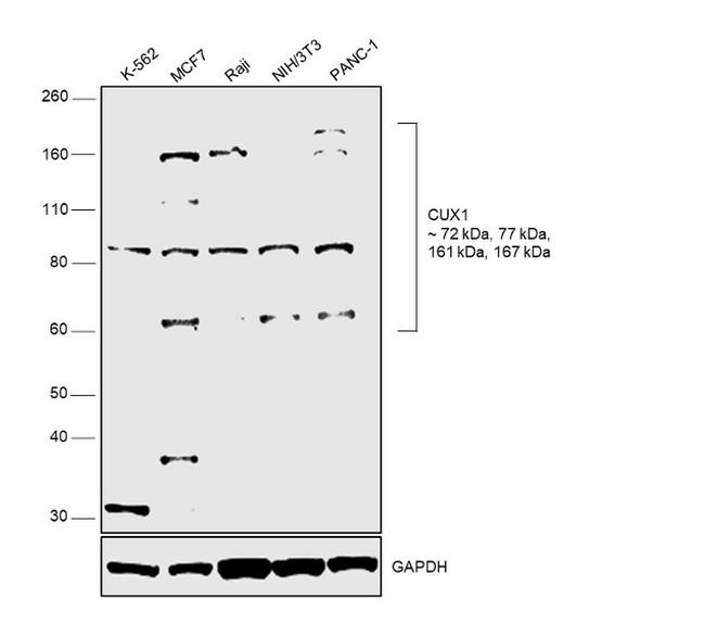 CUX1/Protein CASP Antibody in Western Blot (WB)