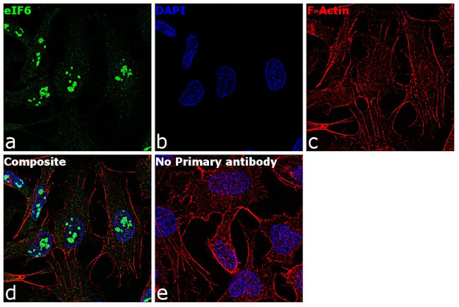 eIF6 Antibody in Immunocytochemistry (ICC/IF)