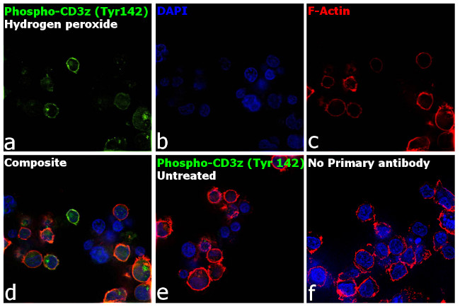 Phospho-CD3z (Tyr142) Antibody in Immunocytochemistry (ICC/IF)