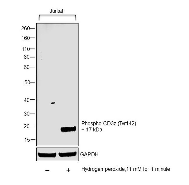 Phospho-CD3z (Tyr142) Antibody in Western Blot (WB)