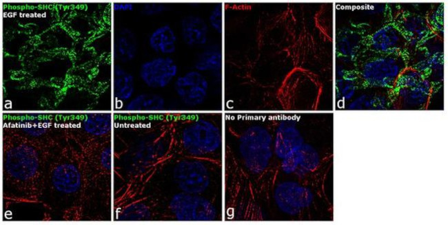 Phospho-SHC (Tyr349) Antibody in Immunocytochemistry (ICC/IF)
