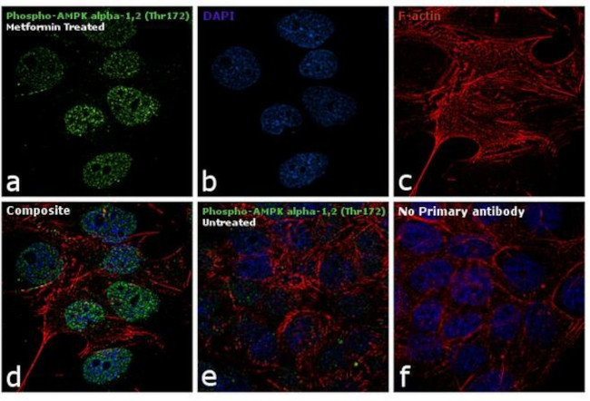Phospho-AMPK alpha-1,2 (Thr183, Thr172) Antibody in Immunocytochemistry (ICC/IF)
