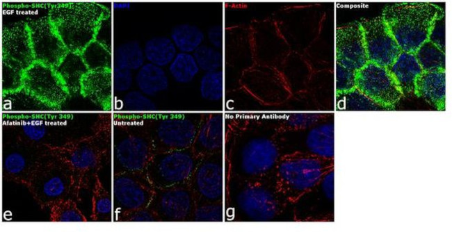 Phospho-SHC (Tyr349) Antibody in Immunocytochemistry (ICC/IF)