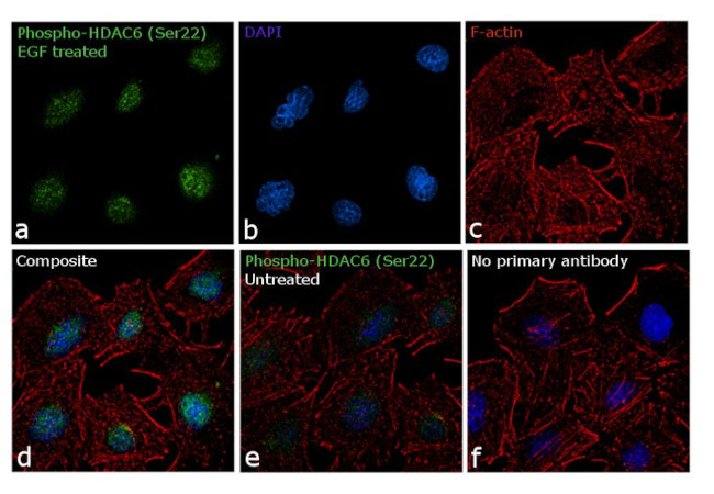 Phospho-HDAC6 (Ser22) Antibody in Immunocytochemistry (ICC/IF)