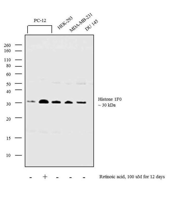 Histone 1F0 Antibody in Western Blot (WB)