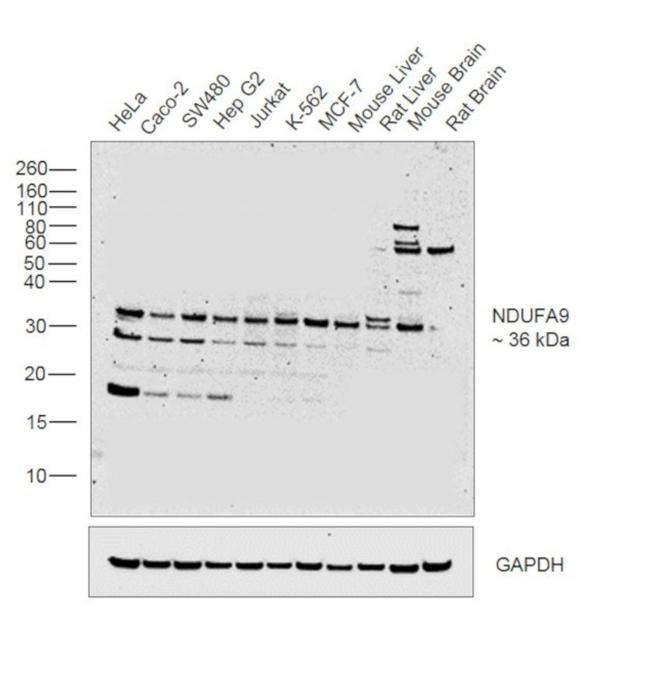 NDUFA9 Antibody in Western Blot (WB)