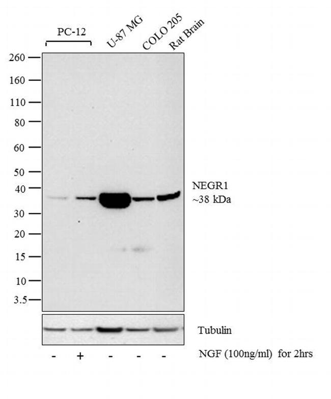 NEGR1 Antibody in Western Blot (WB)