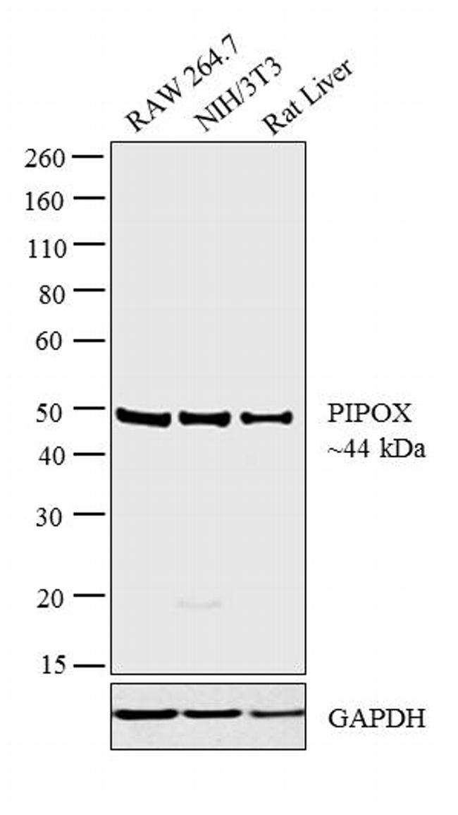 PIPOX Antibody in Western Blot (WB)