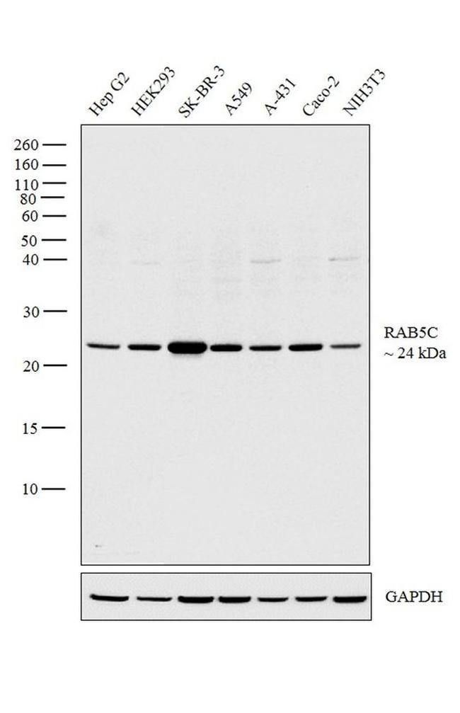 RAB5C Antibody in Western Blot (WB)