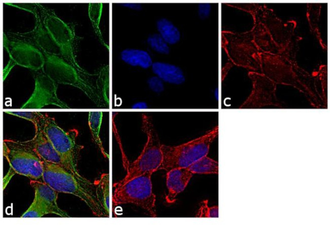 TUBA1/3/4 Antibody in Immunocytochemistry (ICC/IF)