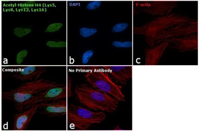H4ac pan-acetyl (K5,K8,K12,K16) Antibody in Immunocytochemistry (ICC/IF)