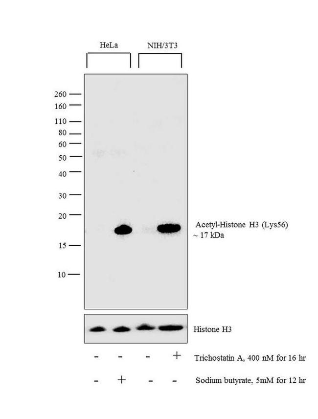 H3K56ac Antibody