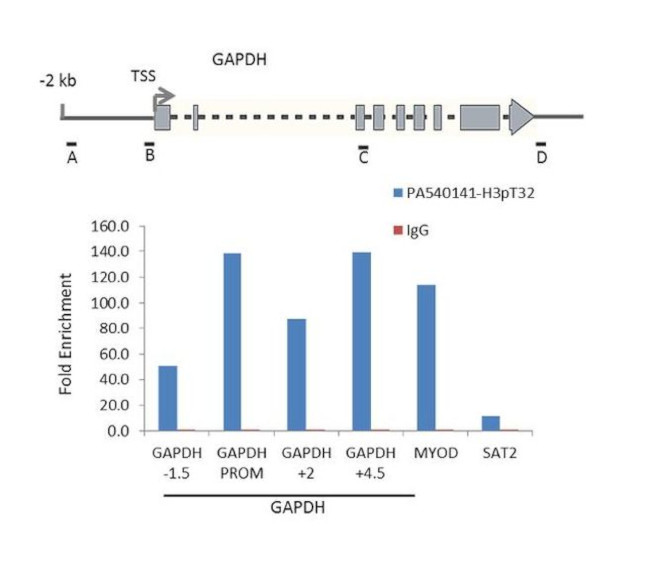 Phospho-Histone H3 (Thr32) Antibody in ChIP Assay (ChIP)