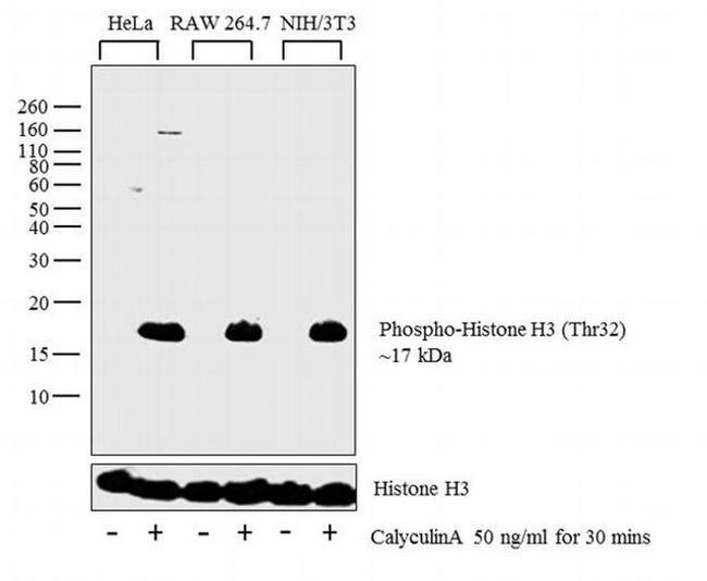 Phospho-Histone H3 (Thr32) Antibody in Western Blot (WB)