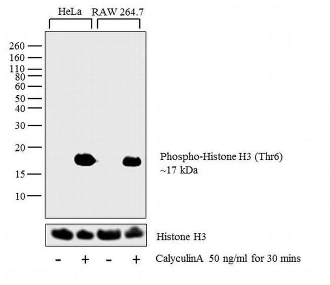 Phospho-Histone H3 (Thr6) Antibody in Western Blot (WB)