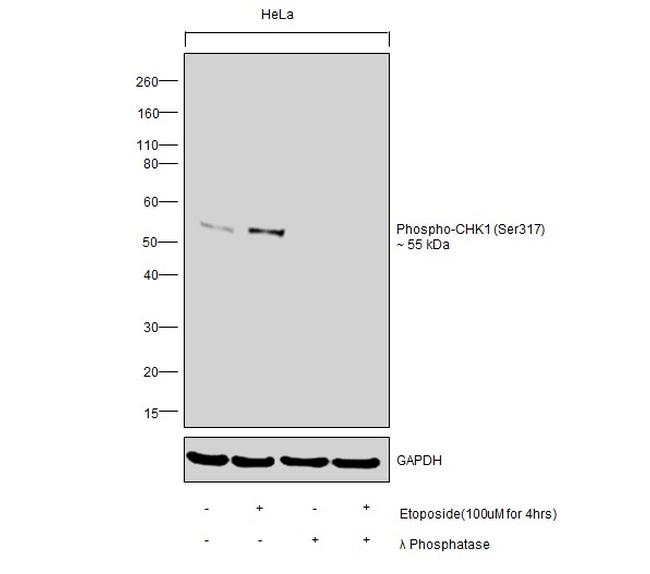 Phospho-CHK1 (Ser317) Antibody in Western Blot (WB)