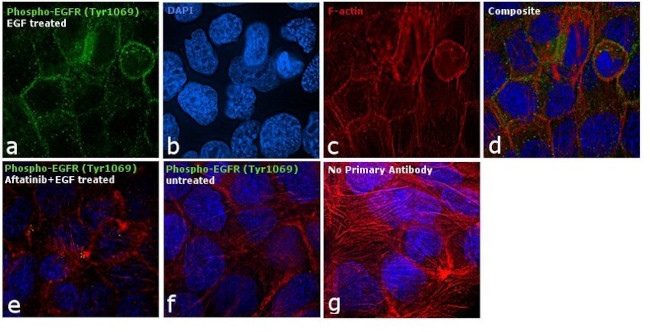 Phospho-EGFR (Tyr1069) Antibody in Immunocytochemistry (ICC/IF)
