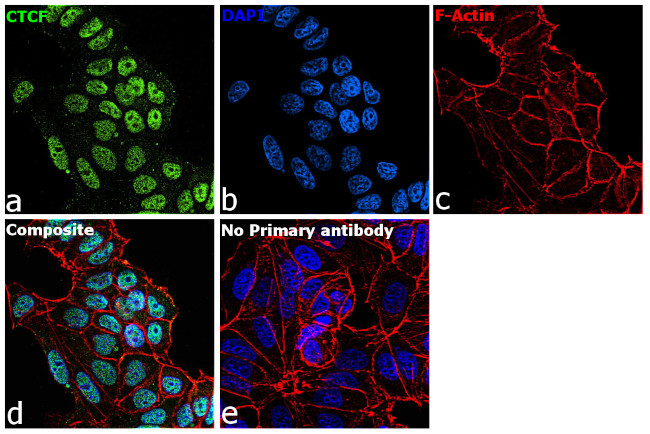 CTCF Antibody in Immunocytochemistry (ICC/IF)